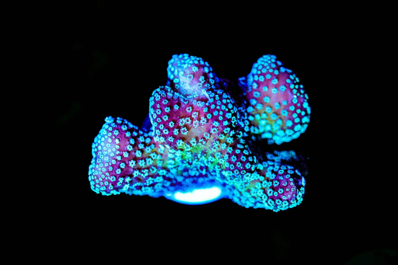 Wysiwyg Blue Dream Pocillipora [F242]