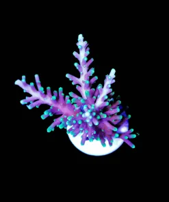 Wysiwyg Acropora Purple Dragon | Large [F244]