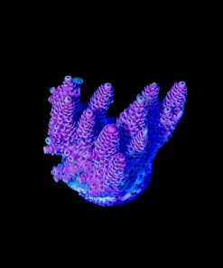 Wysiwyg Watermelon ACropora Frag [F244]