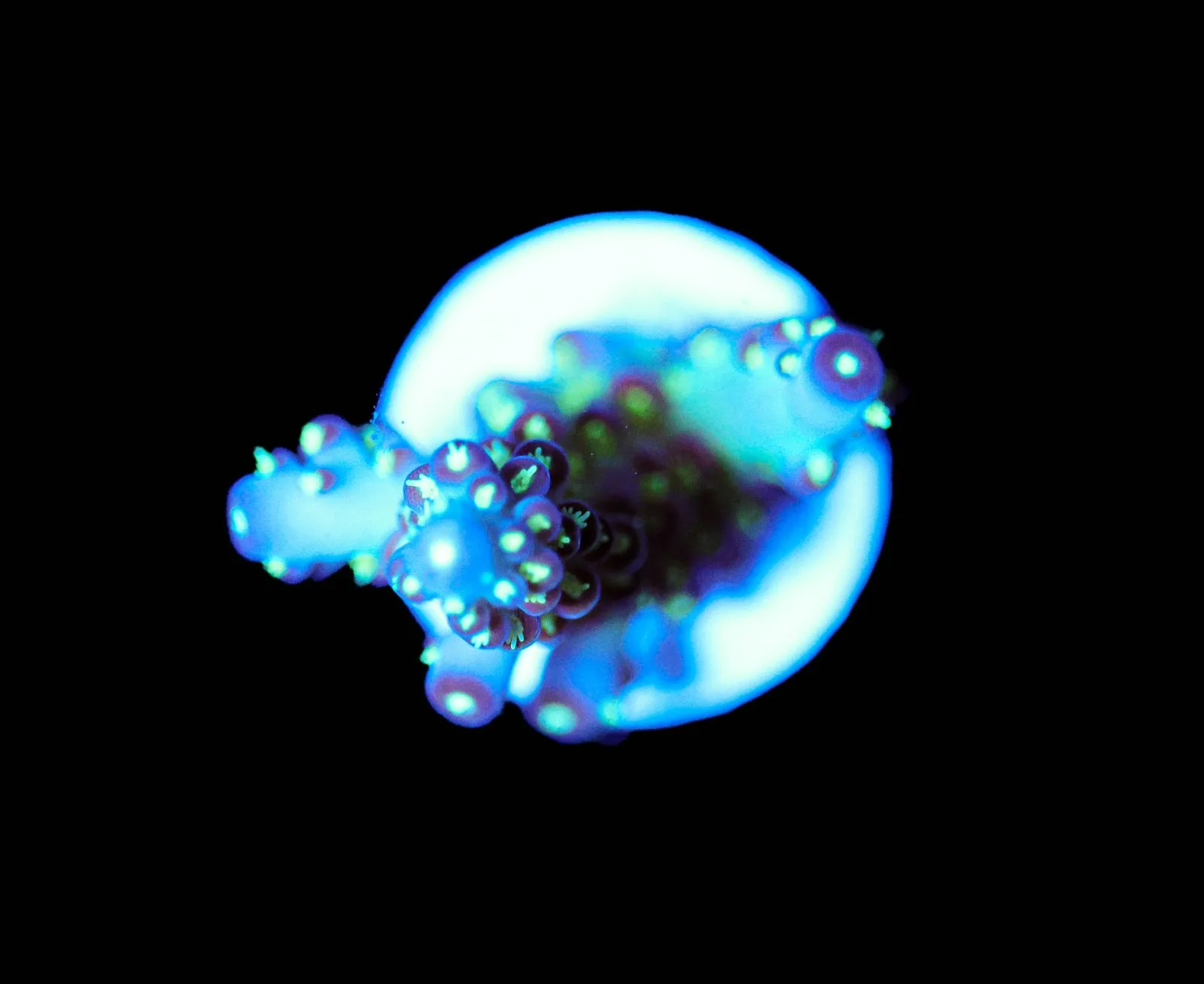 Wysiwyg Midnight Granulas [F246]