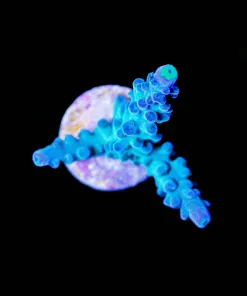 Wysiwyg Ice Dragon Tortusa Frag [F247]