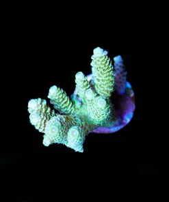 Wysiwyg Sunshine Millepora [F248]
