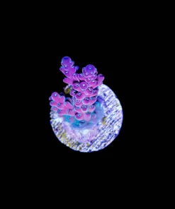 Wysiwyg Aussie THunder Acropora Frag [F249]