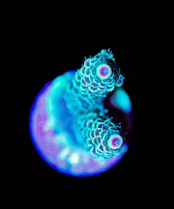 Wysiwyg Acropora Millepora [F249]