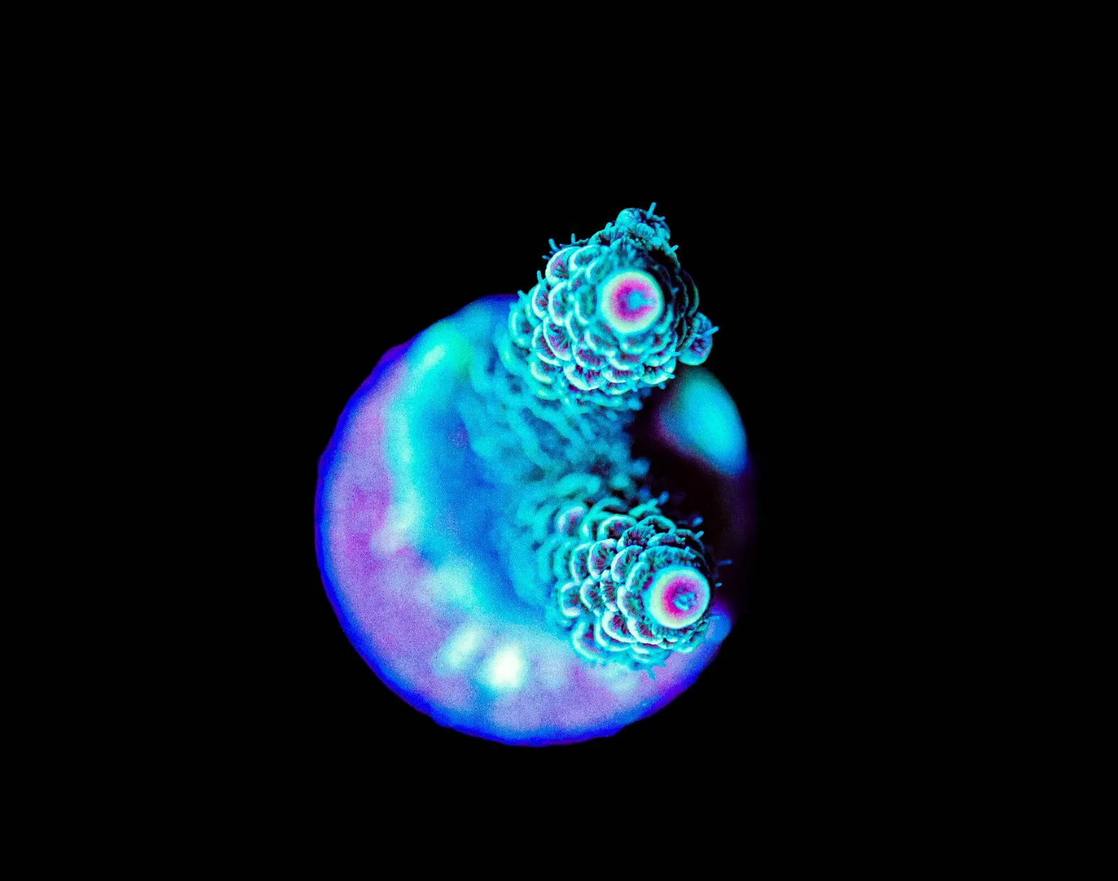 Wysiwyg Acropora Millepora [F249]