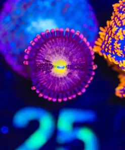 Wysiwyg Pineapple Express Zoa Frag [F25]