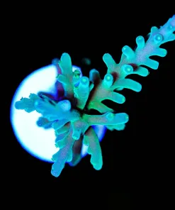 Wysiwyg Green Dragon Enchinata | RARE [F250]