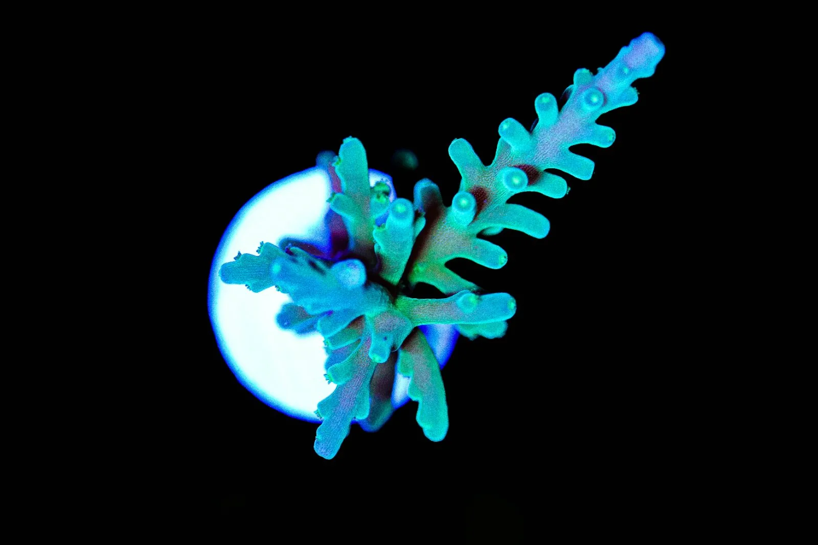 Wysiwyg Green Dragon Enchinata | RARE [F250]
