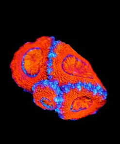 Wysiwyg Cheeto Acan Frag [F3]