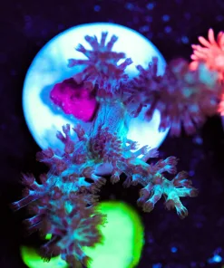 Wysiwyg Blue Leather Frag [F30]