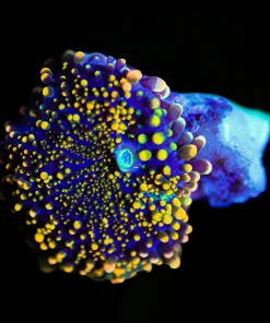 Wysiwyg Ricordea Yuma Frag [F30]