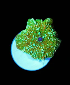 Wysiwyg Unique Mushroom Frag [F31]