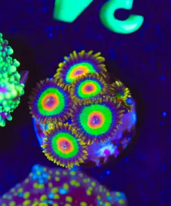 Wysiwyg 5x Rasta Zoanthids [F34]