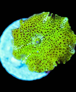 Wysiwyg Unique Mushroom Frag [F35]