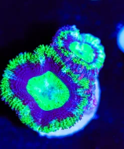 Wysiwyg Acan Frag [F36]