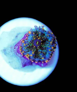 Wysiwyg TIny Yuma Frag [F37]
