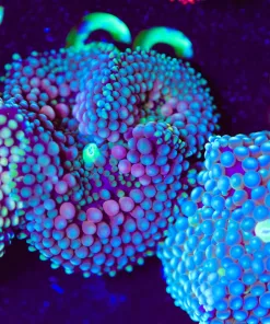 Wysiwyg Florida Ricordea [F39]