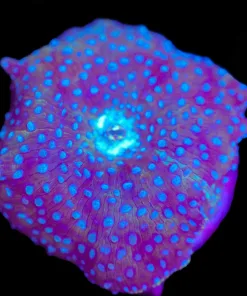 Wysiwyg Blue Interstellar Mushroom [F39]