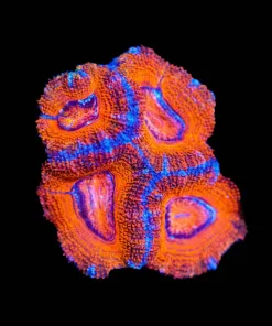 Wysiwyg Red Roses Acan Frag Large [F4]