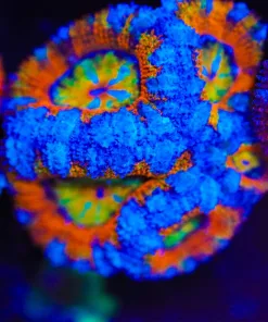 Wysiwyg Ultra Acan Frag [F4]