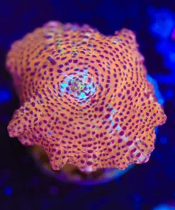 Wysiwyg Tiger King Mushroom [F40]