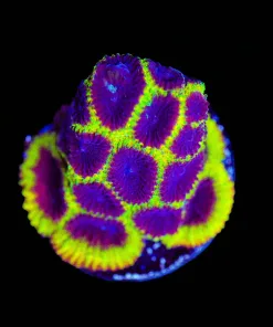 Wysiwyg Wolverine Favia Frag [F42]
