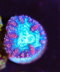 Wysiwyg Blastoise Blastomussa [F42]