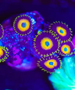 Wysiwyg Small Scrambled Egg Zoa Frag [F43]