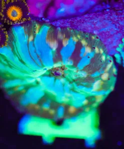 Wysiwyg Green Lightning Mushroom [F44]