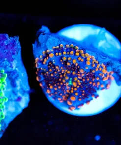 Wysiwyg Small Yuma Frag [F47]