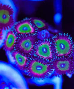 Wysiwyg Zoanthid Frag [F47]