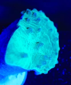 Wysiwyg Small Cabbage Coral Frag [F49]