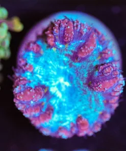 Wysiwyg Blastoise Blastomussa [F49]