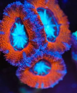 Wysiwyg Large Blue Mout Acan Frag [F5]