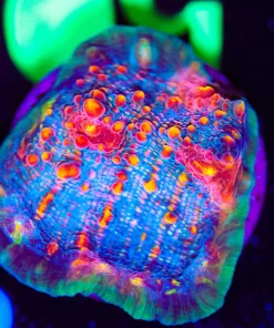 Wysiwyg Diablo Chalice Frag [F50]