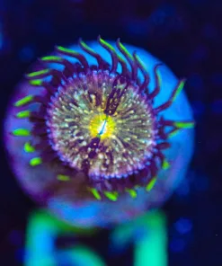 Wysiwyg Nirvana Zoanthid [F51]