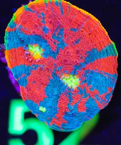 Wysiwyg Rainbow Dynmatice Chalice Frag [F52]
