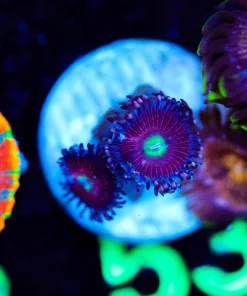 Wysiwyg Tiny Zoanthid Frag [F53]