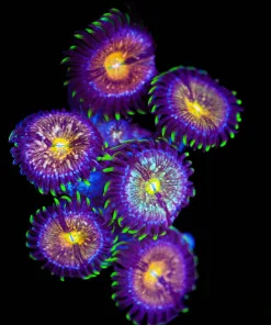 Wysiwyg Nirvana Zoanthid | Plug Full! [F54]