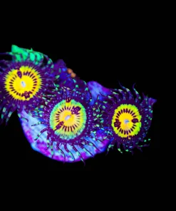Wysiwyg Jason Fox 3x Butt Muncher Zoanthids [F54]