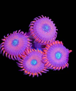 Wysiwyg Massive Magician Zoa Frag [F57]