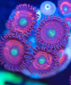 Wysiwyg Zoanthid Frag [F57]