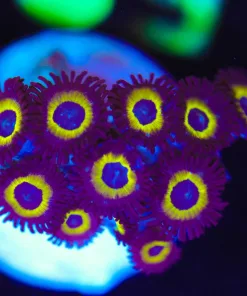Wysiwyg Wolverine Zoa Frag [F58]