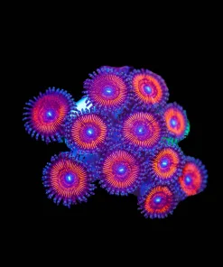 Wysiwyg Amor Of God Zoa Frag [F58]
