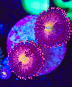 Wysiwyg Zoanthid Frag [F59]