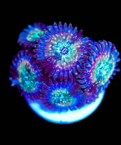 Wysiwyg Zombie Zoanthid Frag [F60]