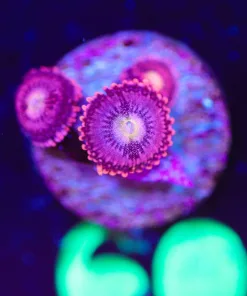 Wysiwyg Zoanthid Frag [F60]