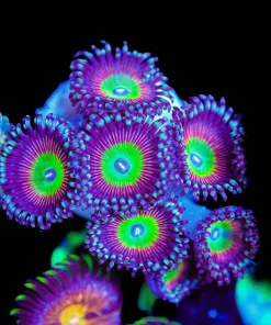 Wysiwyg Candy Apple Pink Zoanthid Frag [F61]