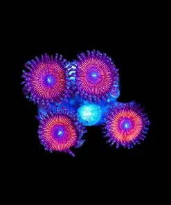 Wysiwyg Zoanthid Frag [F62]
