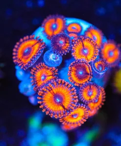 Wysiwyg Magma Zoa Frag [F62]
